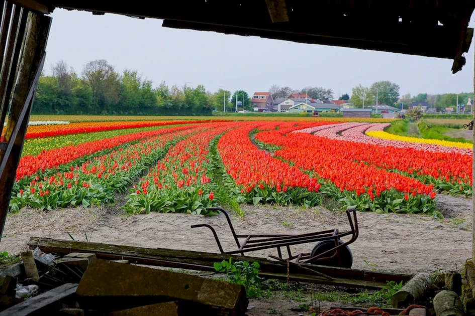 Tulp & Zee