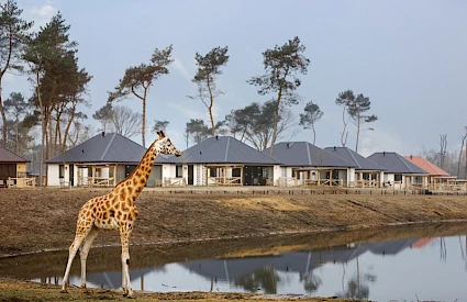 Safari Resort Beekse Bergen