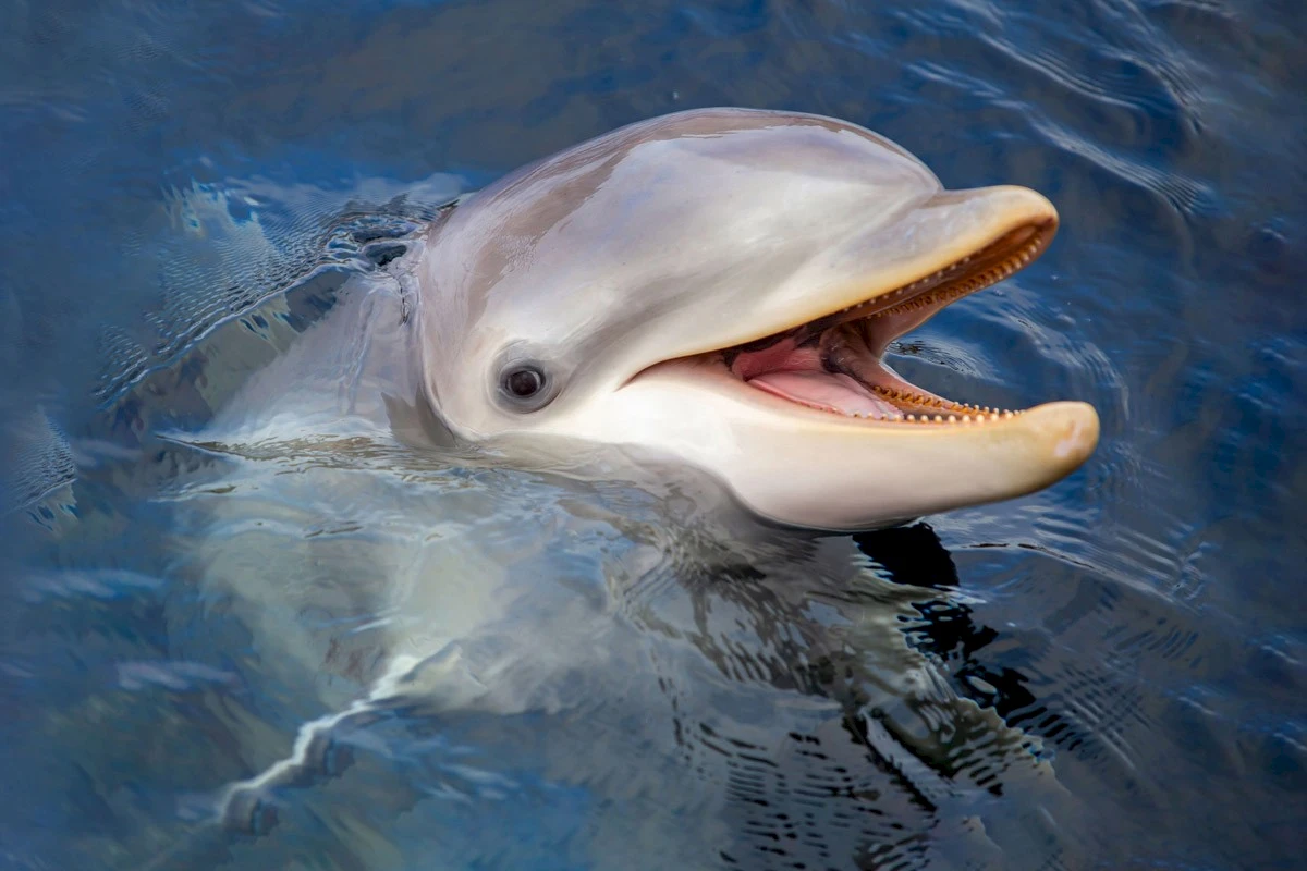 Dolfinarium