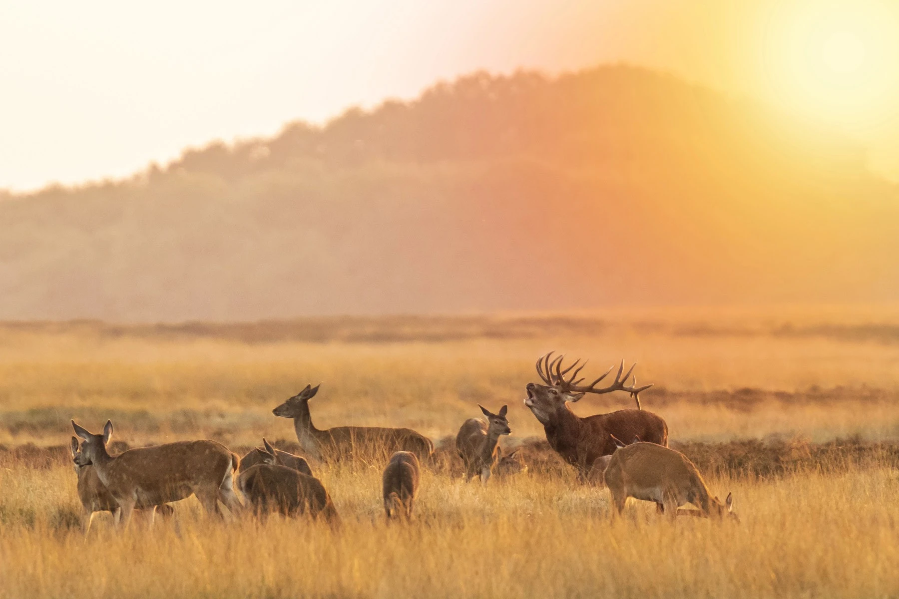 Vakantiepark Veluwe