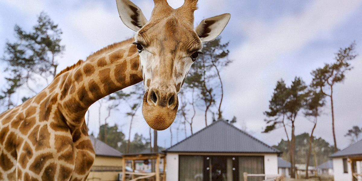 Ontdek de 7 leukste pretparken met overnachting!